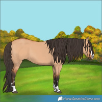 Horse Color:Bay Dun 