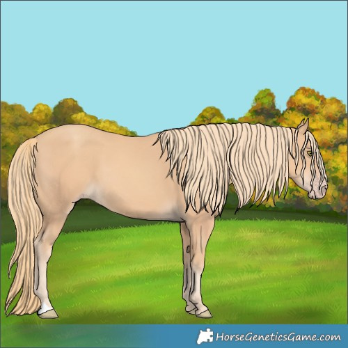 Horse Color:Gold Champagne 