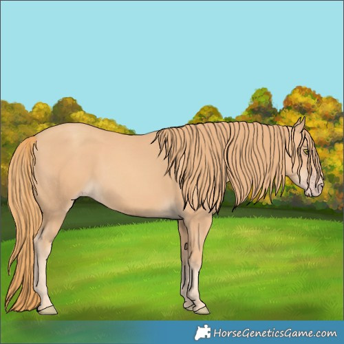 Horse Color:Gold Champagne 