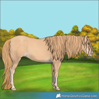 Horse Color:Gold Champagne 