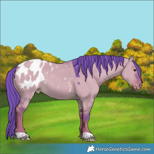 Horse Color:Watercolor Liver Red Dun Appaloosa 