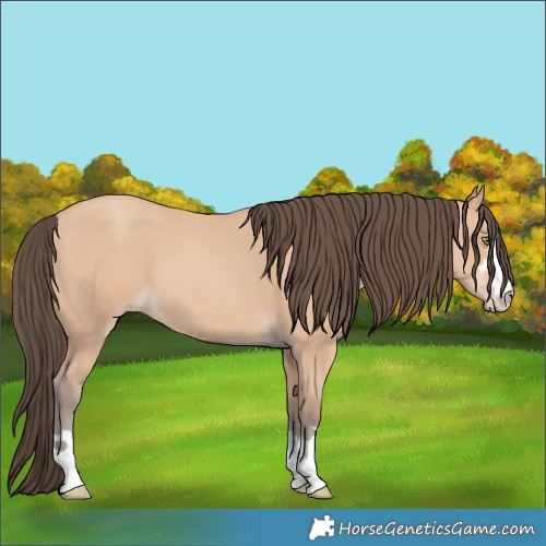 Horse Color:Amber Champagne