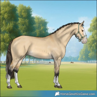 Horse Color:Buckskin Dun Splash 