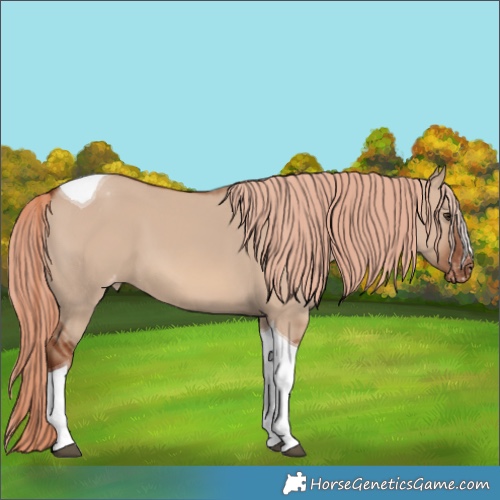 Horse Color:Red Dun Tobiano Appaloosa 