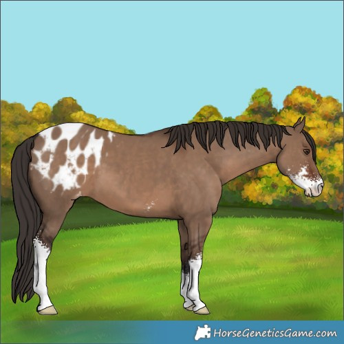 Horse Color:Liver Red Dun Sabino Appaloosa 