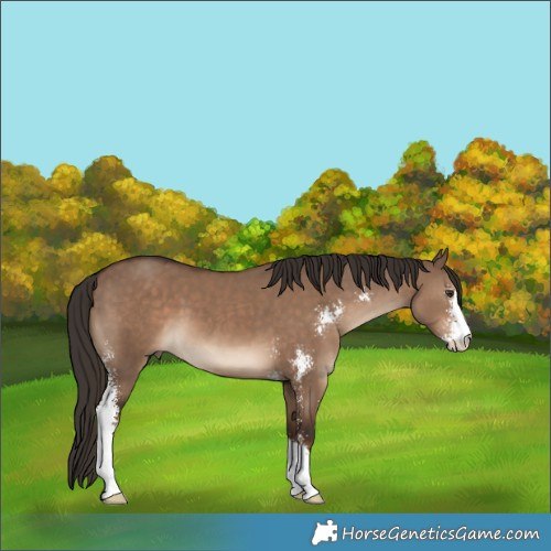 Horse Color:Liver Red Dun Sabino