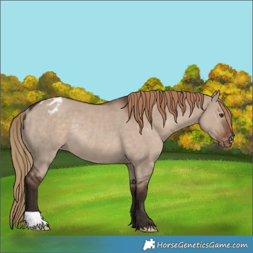 Horse Color:Liver Red Dun Appaloosa Rabicano 