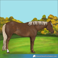 Horse Color:Pseudo Chocolate Palomino 