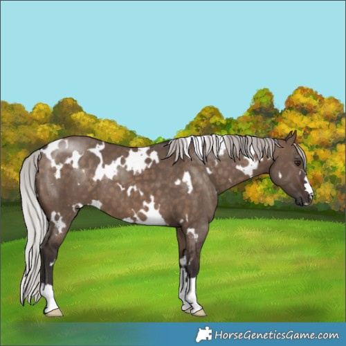 Horse Color:White Spotted Silver Brown Dun