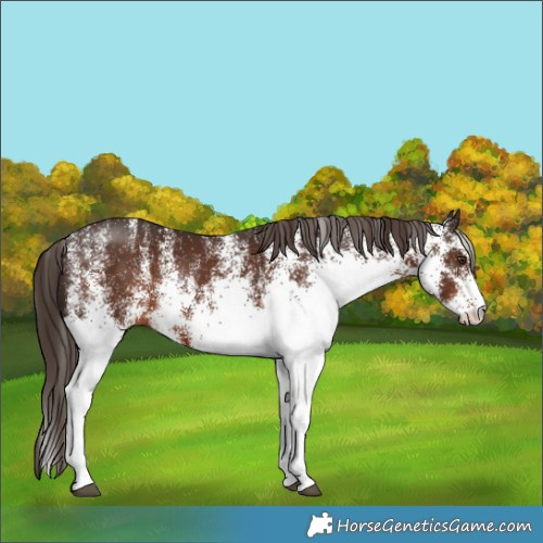 Horse Color:White Spotted Liver Chestnut 