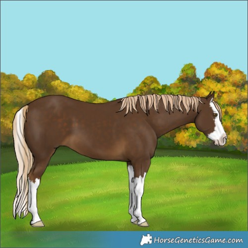 Horse Color:Pseudo Chocolate Palomino Splash 