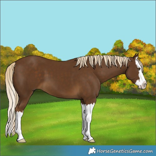Horse Color:Pseudo Chocolate Palomino Splash 