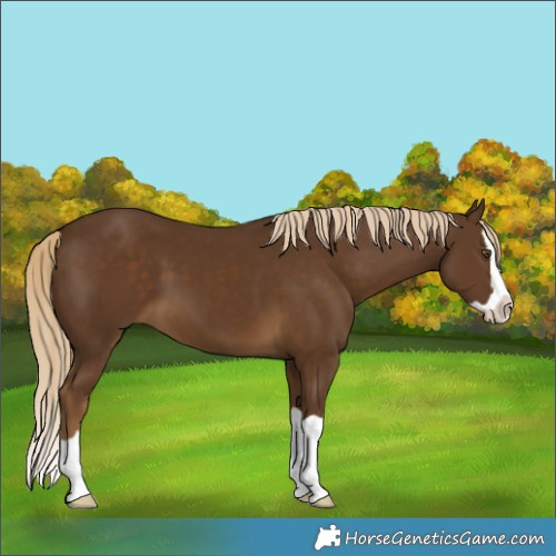 Horse Color:Pseudo Chocolate Palomino Splash 