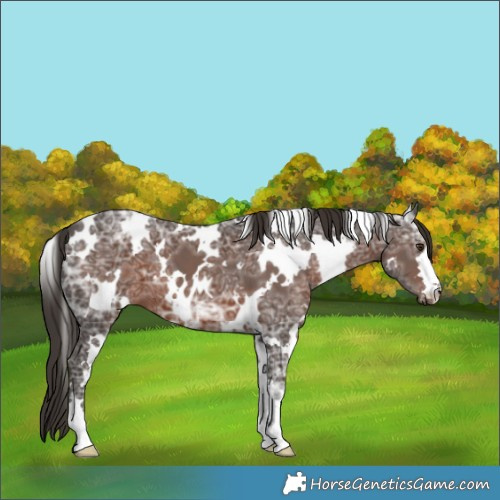 Horse Color:White Spotted Liver Chestnut Ice 