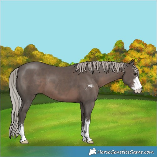 Horse Color:Silver Black Sabino 