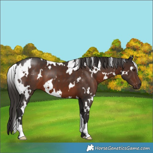 Horse Color:White Spotted Liver Chestnut