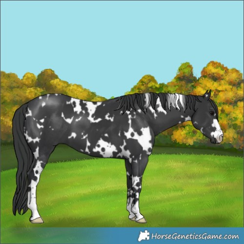 Horse Color:White Spotted Black