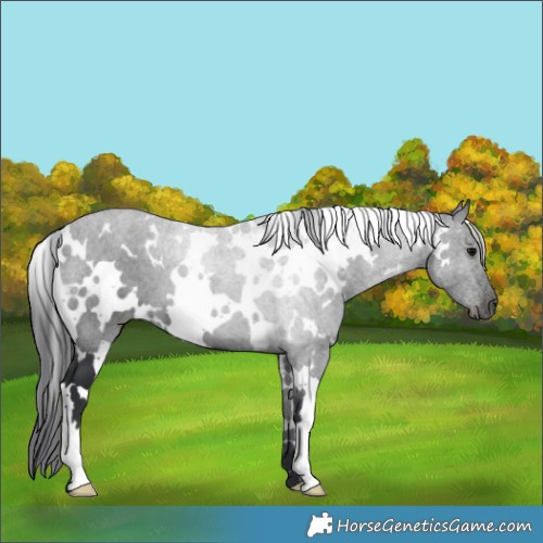 Horse Color:White Spotted Black