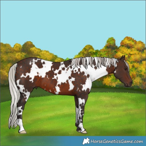 Horse Color:White Spotted Silver Brown 