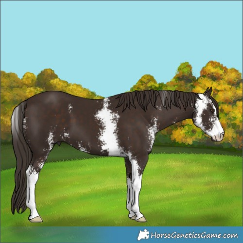 Horse Color:Liver Chestnut Sabino 