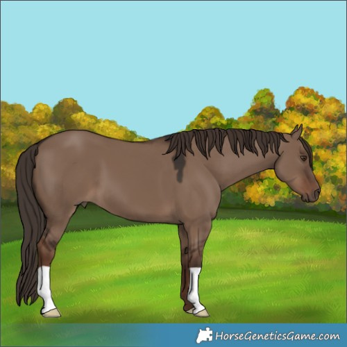 Horse Color:Liver Red Dun 