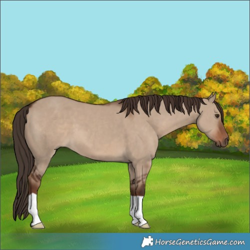 Horse Color:Liver Red Dun 