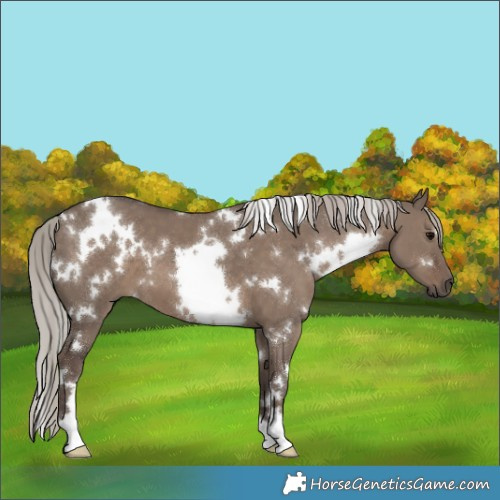 Horse Color:White Spotted Silver Grullo 