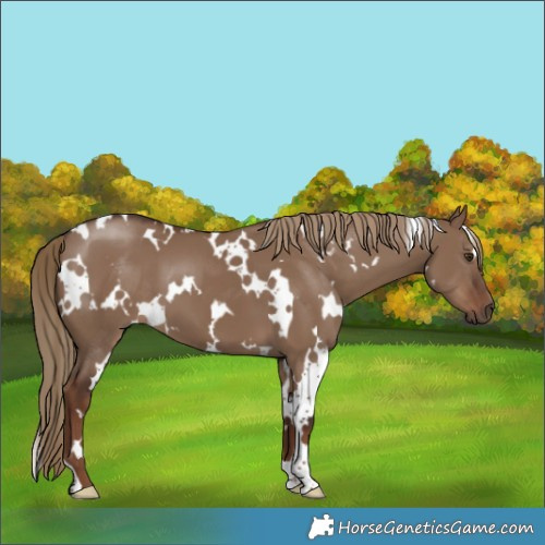 Horse Color:White Spotted Liver Red Dun