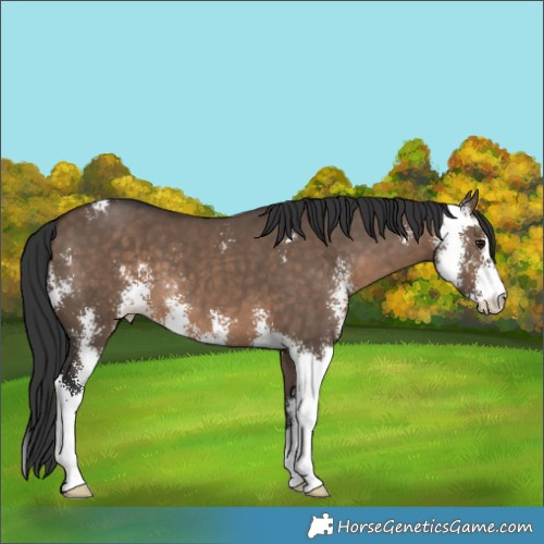 Horse Color:Brown Dun Sabino 
