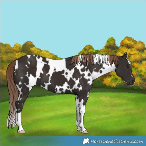 Horse Color:White Spotted Liver Chestnut