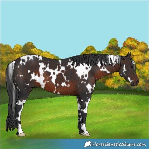 Horse Color:White Spotted Brown 