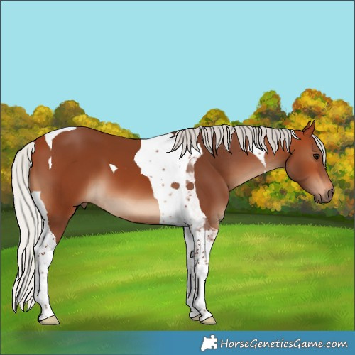 Horse Color:Silver Bay Tobiano 