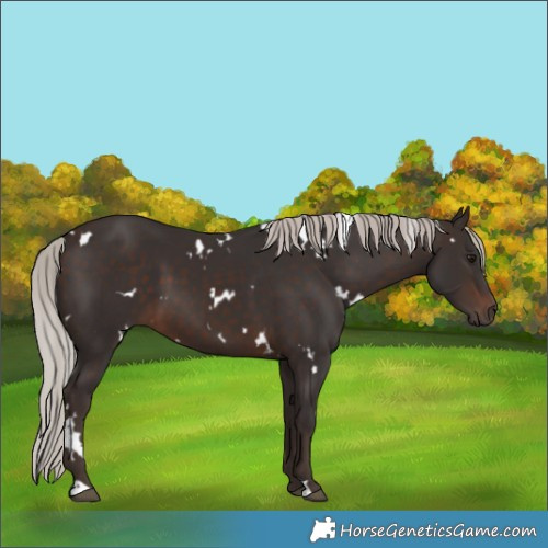 Horse Color:White Spotted Silver Brown