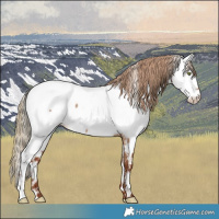 Horse Color:Red Dun Appaloosa