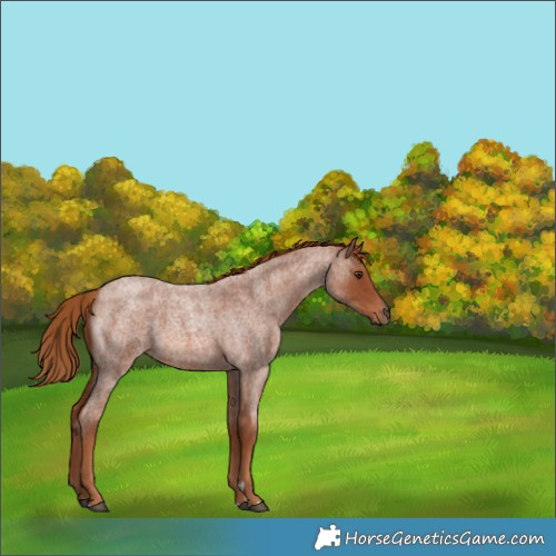 Horse Color:Red Roan 