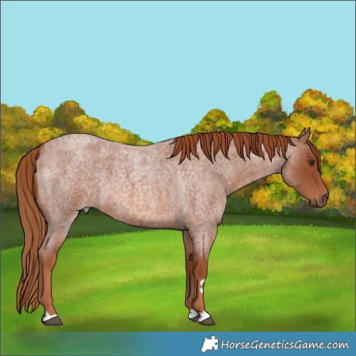 Horse Color:Red Roan 