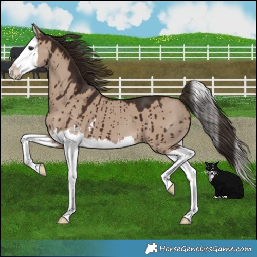 Horse Color:Liver Red Dun Splash Brindle 