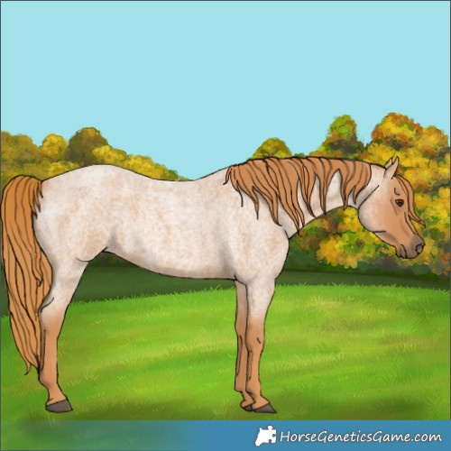 Horse Color:Red Roan Rabicano 