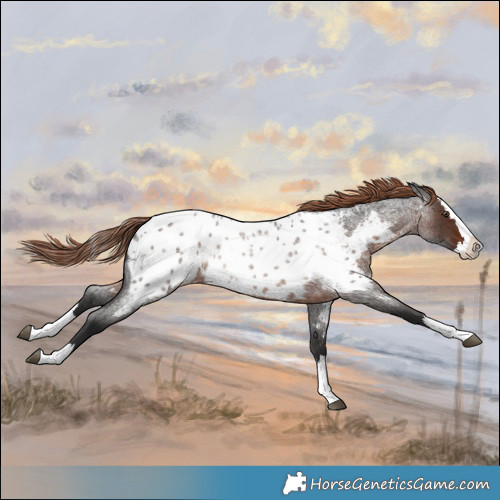 Horse Color:Liver Red Roan Splash Near Leopard 