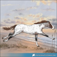 Horse Color:Liver Red Roan Splash Near Leopard
