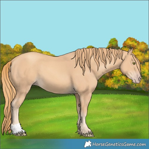 Horse Color:Gold Champagne 