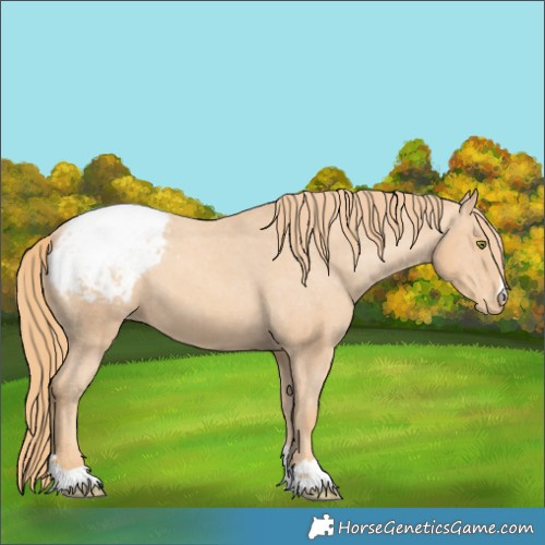 Horse Color:Gold Champagne Appaloosa 
