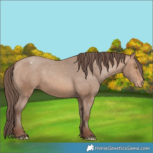 Horse Color:Sable Champagne Appaloosa