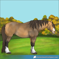 Horse Color:Buckskin 