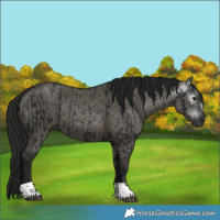 Horse Color:Gray Smoky Black  and Gray Smoky Grullo 