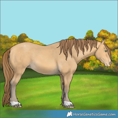 Horse Color:Amber Cream Champagne Appaloosa 