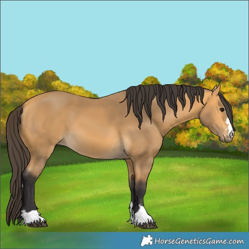Horse Color:Buckskin 
