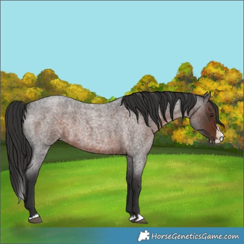 Horse Color:Liver Red Roan Splash 