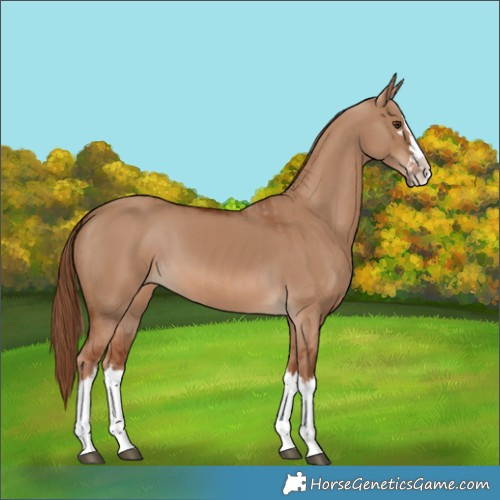 Horse Color:Red Dun Splash  and Red Dun Splash 
