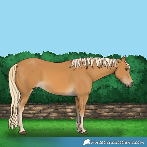 Horse Color:Palomino